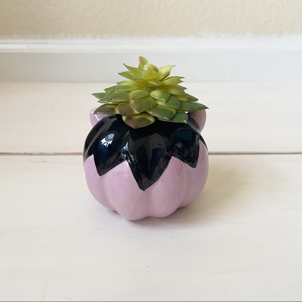 Vampire succulent - Picture 3 of 3